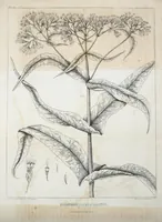An illustration from Journal of the Philadelphia College of Pharmacy (1829)
