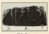 Picture 7 of 15 from The Journal of roentgenology (1918), leaf 270
