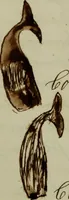 An illustration from [Journal of the Saratoga (Ship) of New Bedford, Mass. mastered by Frederick Slocum, kept by Washington Fosdick, on voyage from April 23, 1857 - December 12, 1858] (1857)