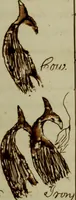An illustration from [Journal of the Saratoga (Ship) of New Bedford, Mass. mastered by Frederick Slocum, kept by Washington Fosdick, on voyage from April 23, 1857 - December 12, 1858] (1857)