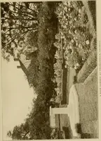 An illustration from The joy of gardens (1911)