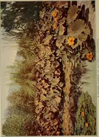 Picture 1 of 51 from The joy of gardens (1911), leaf 7