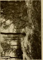 Picture 10 of 51 from The joy of gardens (1911), leaf 80