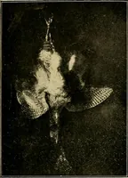 An illustration from Katalog der Königlichen Gemäldegalerie zu Dresden (1908)