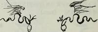 Picture 97 of 114 from Katalog der Königlichen Gemäldegalerie zu Dresden (1902), leaf 675