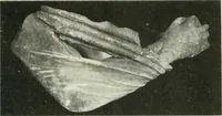 An illustration from Katalogos tou Mouseiou Lykosouras (1911)