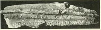 An illustration from Katalogos tou Mouseiou Lykosouras (1911)