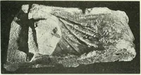 An illustration from Katalogos tou Mouseiou Lykosouras (1911)