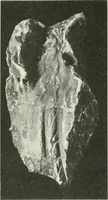 An illustration from Katalogos tou Mouseiou Lykosouras (1911)