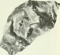 An illustration from Katalogos tou Mouseiou Lykosouras (1911)