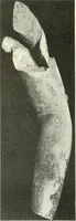 An illustration from Katalogos tou Mouseiou Lykosouras (1911)