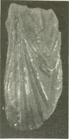 An illustration from Katalogos tou Mouseiou Lykosouras (1911)