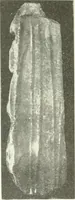 An illustration from Katalogos tou Mouseiou Lykosouras (1911)