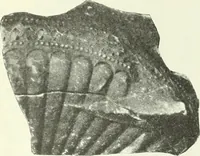An illustration from Katalogos tou Mouseiou Lykosouras (1911)
