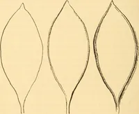An illustration from Katechismus der Liebhaberkünste (1896)