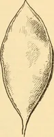 An illustration from Katechismus der Liebhaberkünste (1896)