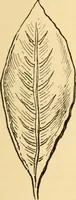 An illustration from Katechismus der Liebhaberkünste (1896)