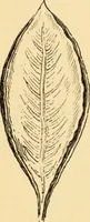 An illustration from Katechismus der Liebhaberkünste (1896)