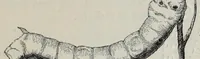 Picture 2 of 17 from Katechismus der Spinnerei, Weberei und Appretur, oder, Lehre von der mechanischen Verarbeitung der Gegespinstfasern (1890), leaf 37
