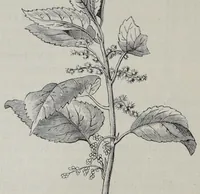 Picture 4 of 17 from Katechismus der Spinnerei, Weberei und Appretur, oder, Lehre von der mechanischen Verarbeitung der Gegespinstfasern (1890), leaf 68