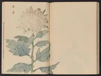 An illustration from Keika hyakugiku (1893)
