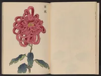 An illustration from Keika hyakugiku (1893)