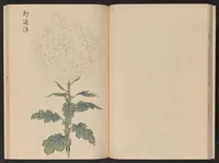 An illustration from Keika hyakugiku (1893)