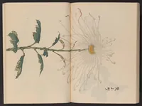An illustration from Keika hyakugiku (1893)
