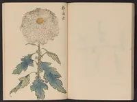 An illustration from Keika hyakugiku (1893)