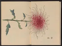 An illustration from Keika hyakugiku (1893)