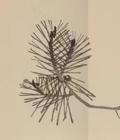 An illustration from Keinen shūgajō (1906)