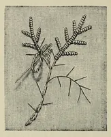 An illustration from Kensington embroidery and the colors of flowers : a complete guide to art needlework (1884)