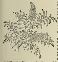 An illustration from Kensington embroidery and the colors of flowers : a complete guide to art needlework (1884)
