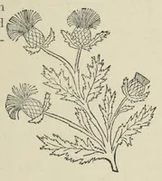 An illustration from Kensington embroidery and the colors of flowers : a complete guide to art needlework (1884)
