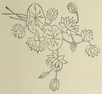 An illustration from Kensington embroidery and the colors of flowers : a complete guide to art needlework (1884)
