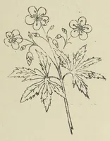 An illustration from Kensington embroidery and the colors of flowers : a complete guide to art needlework (1884)