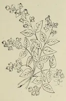 An illustration from Kensington embroidery and the colors of flowers : a complete guide to art needlework (1884)