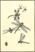 An illustration from Keramic studio (1899)