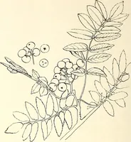 An illustration from Keramic studio (1899)