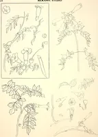An illustration from Keramic studio (1899)