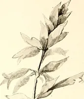 An illustration from Keramic studio (1899)