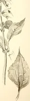 An illustration from Keramic studio (1899)