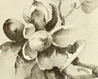 An illustration from Keramic studio (1899)