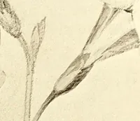 An illustration from Keramic studio (1899)