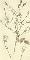 An illustration from Keramic studio (1899)