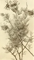 An illustration from Keramic studio (1899)