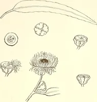An illustration from Keramic studio (1899)