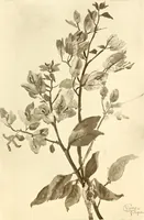 An illustration from Keramic studio (1899)