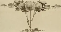 Picture 3 of 525 from Keramic studio (1899), leaf 13