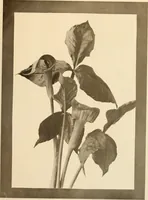 An illustration from Keramic studio (1899)